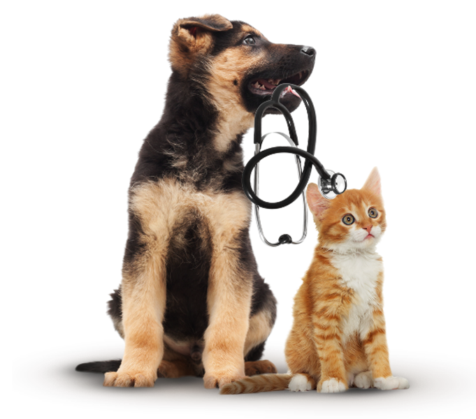 veterinary google ads - puppy and kitten